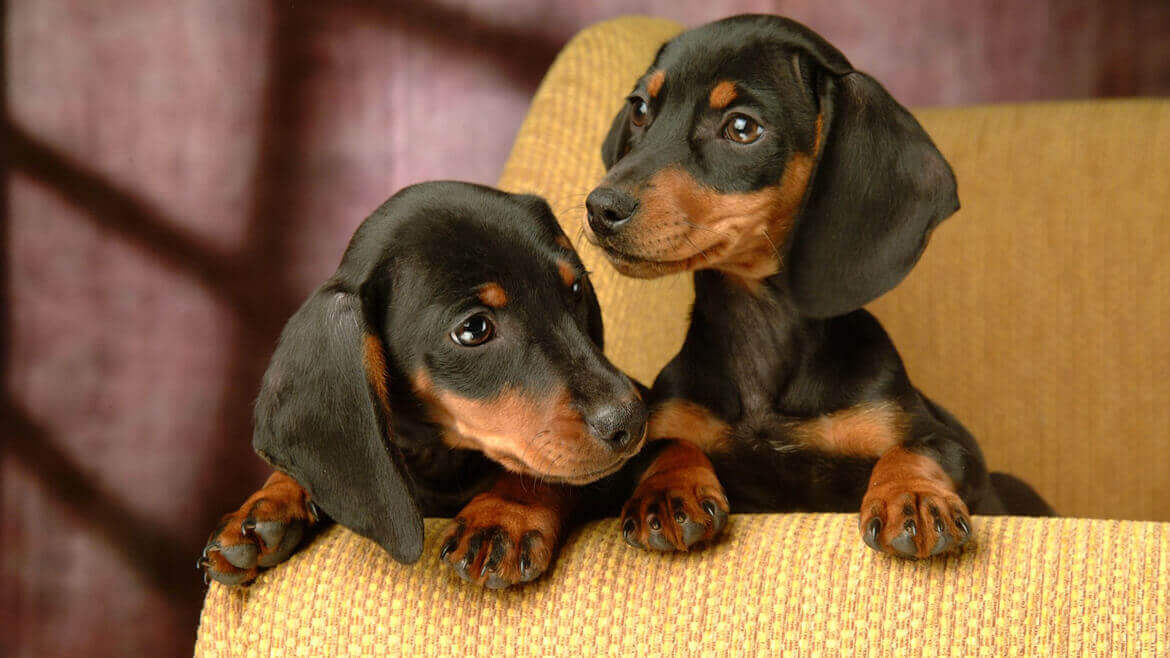 10 consigli utili per prendersi cura del proprio cane