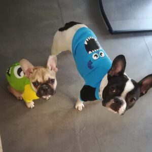 Vestiti per cani cartoni animati