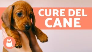 Come prendersi cura di un cucciolo? Guida completa