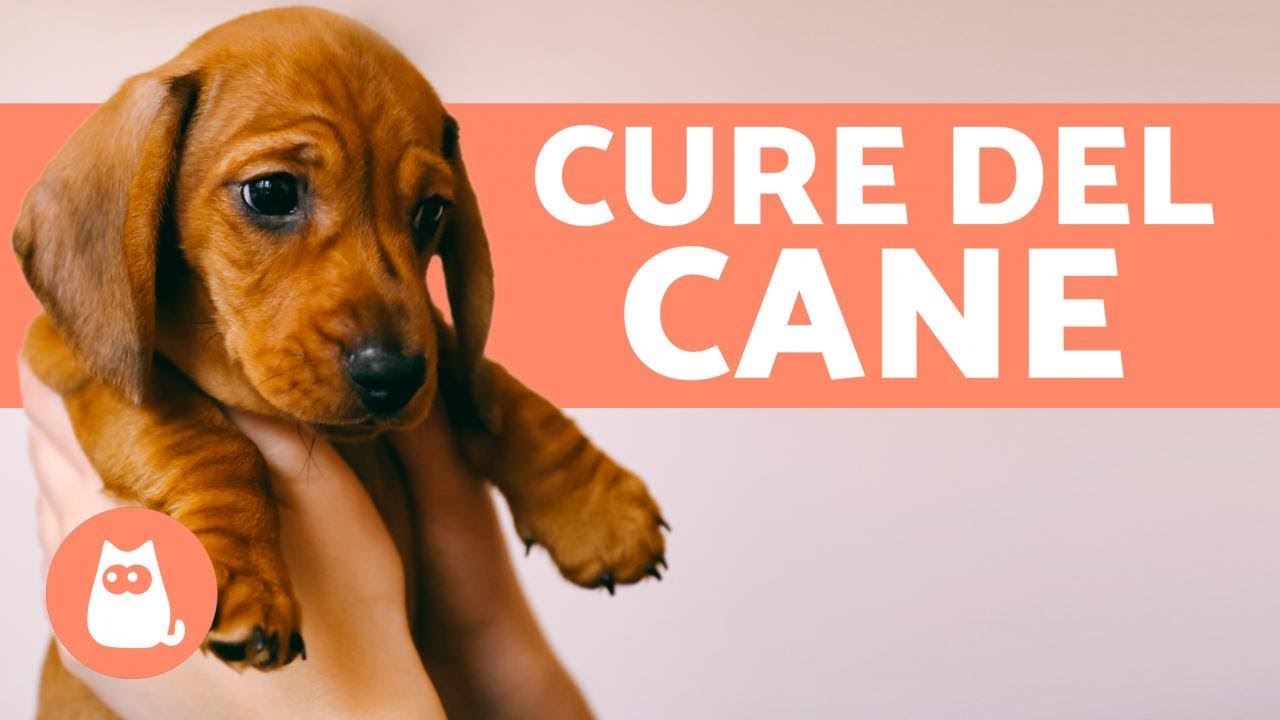 Come prendersi cura di un cucciolo? Guida completa